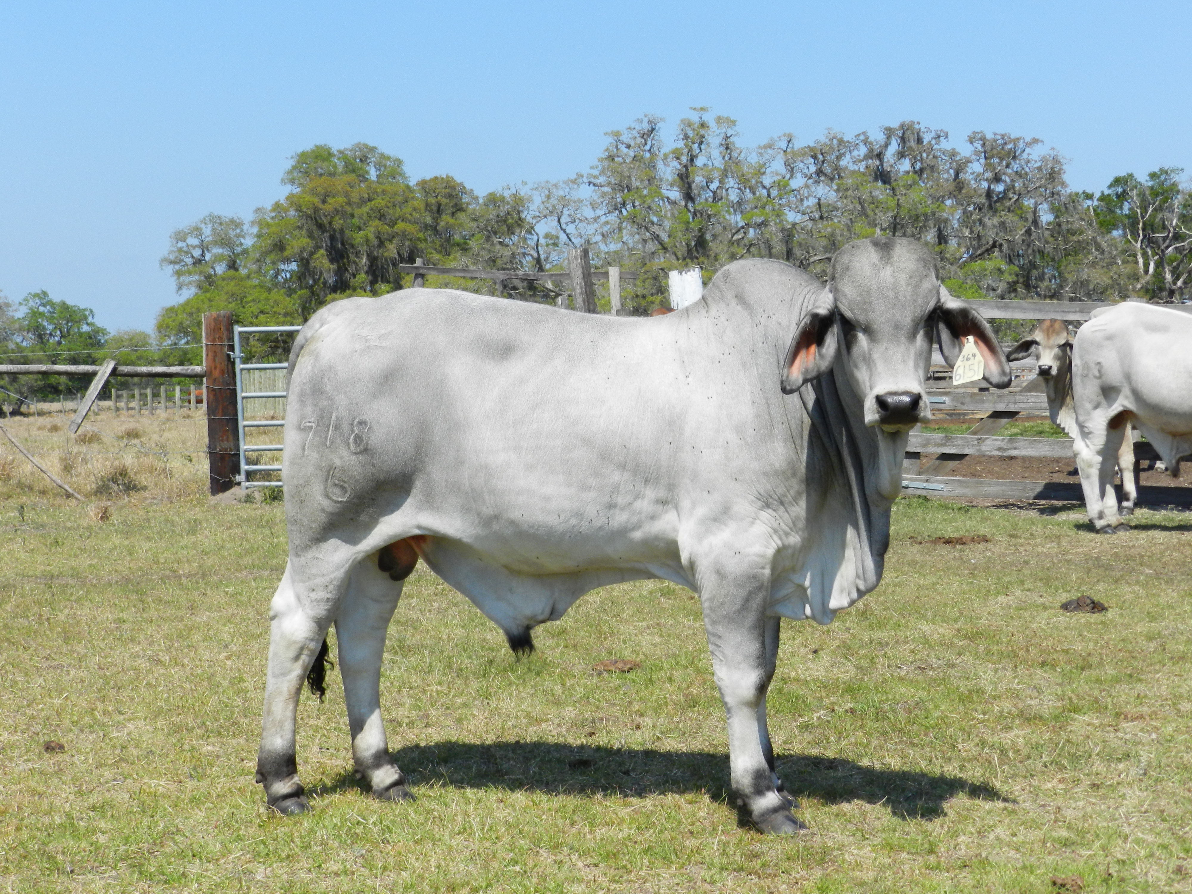 Sales | Florida Brahman Association